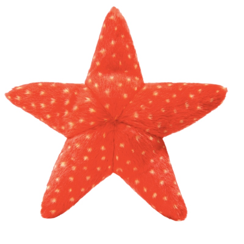 F&T Ziggy Starfish 12