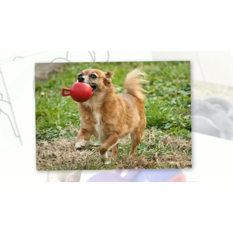 Tug-n-Toss Dog Toy|Blue 3″|Blue 4.5″|Blue 6″|Blue 8″|Blue 10″|Red 3″|Red 4.5″|Red 6″|Red 8″|Red 10″|Purple 3″|Purple 4.5″|Purple 6″|Purple 8″|Purple 10″
