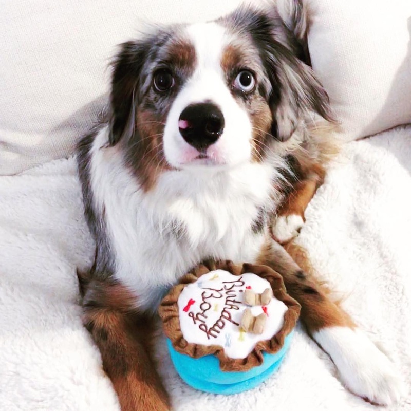 Birthday Boy Dog Toy|Small|Large