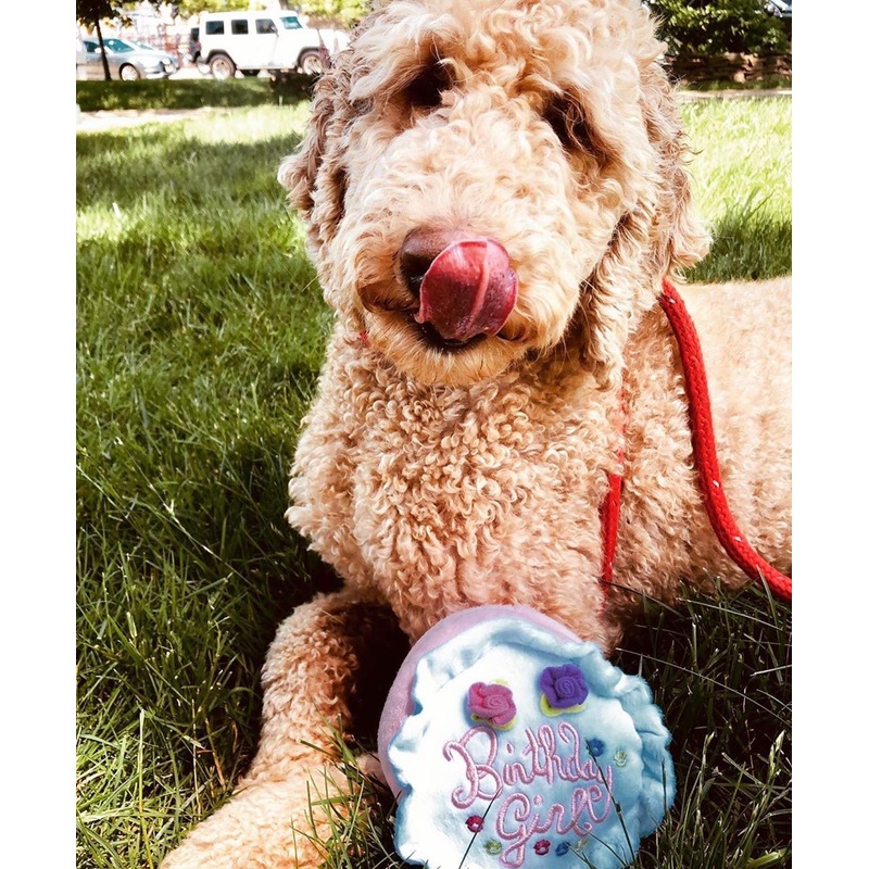Birthday Girl Dog Toy|Small|Large