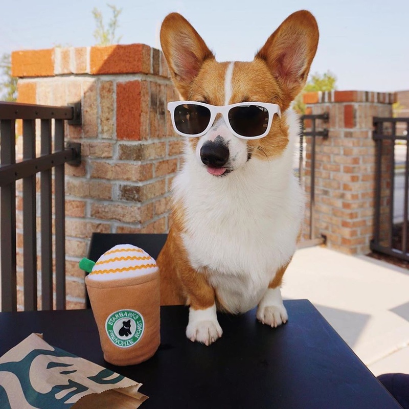 Starbarks Coffe w/ Straw Dog Toy